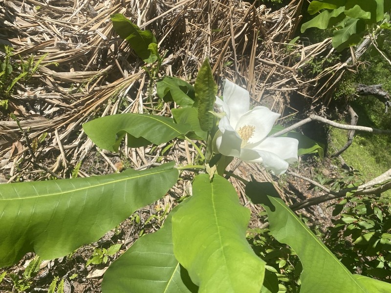 Ashe's Magnolia photo 7