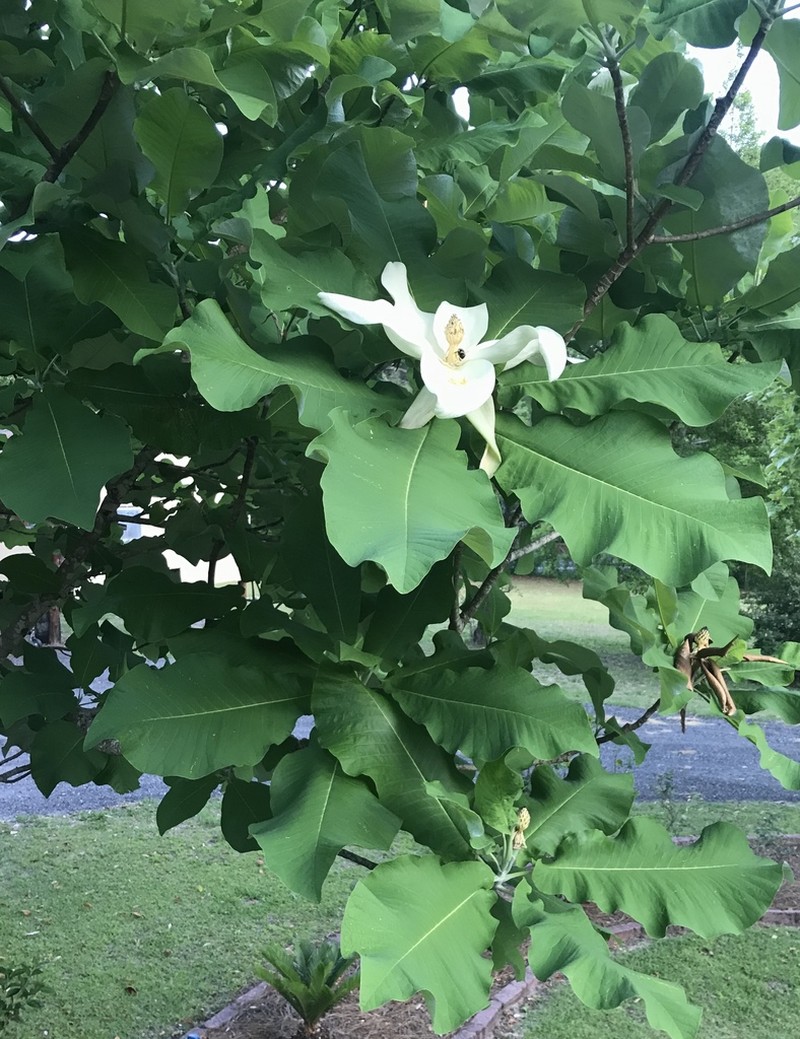 Ashe's Magnolia photo 8