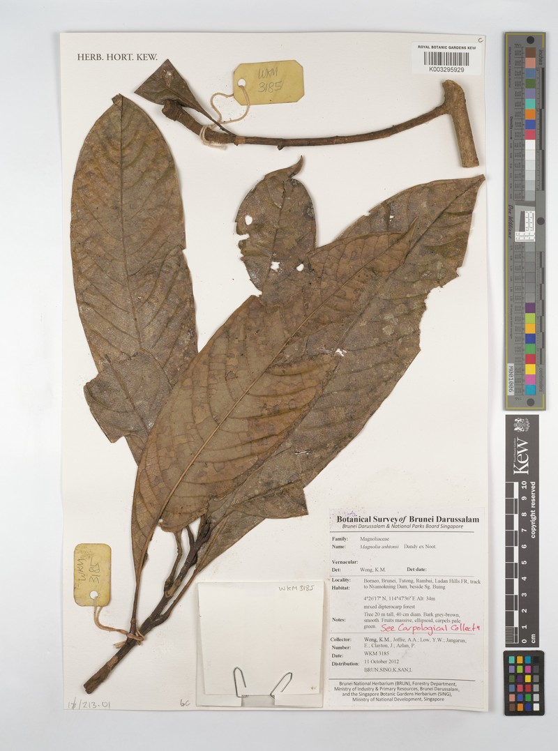 Magnolia ashtonii