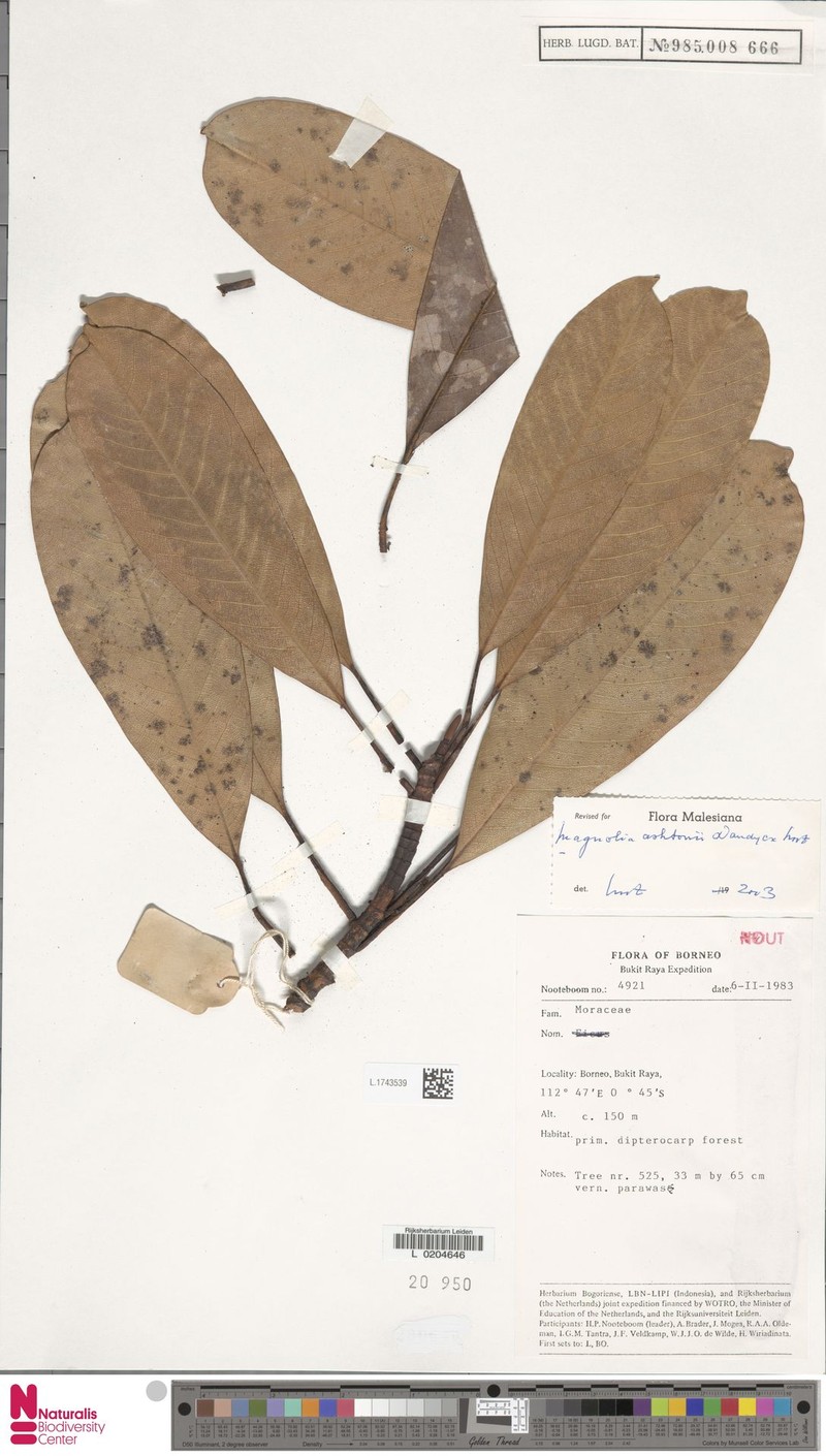 Magnolia ashtonii photo 5