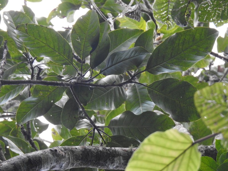 Magnolia atlantida photo 2