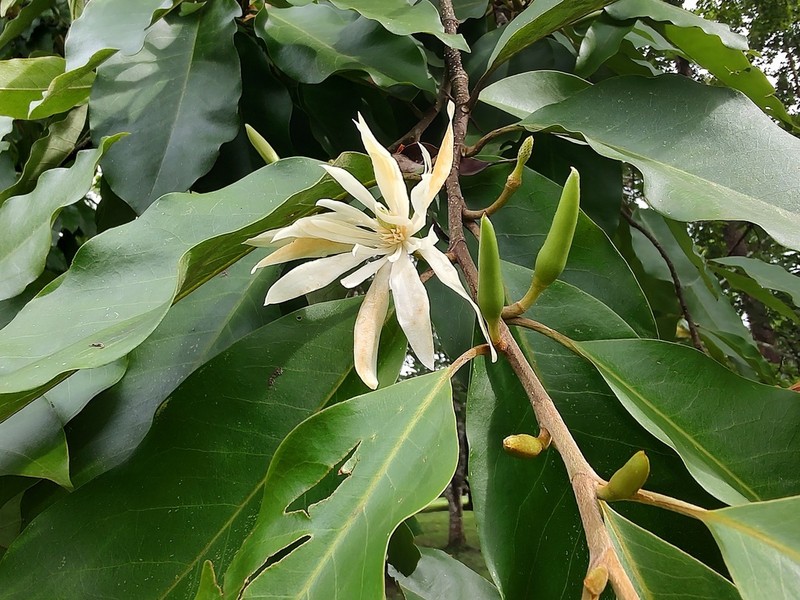 Magnolia baillonii photo 3