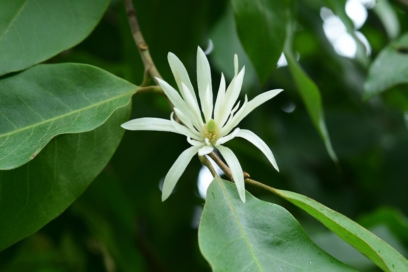 Magnolia baillonii photo 4