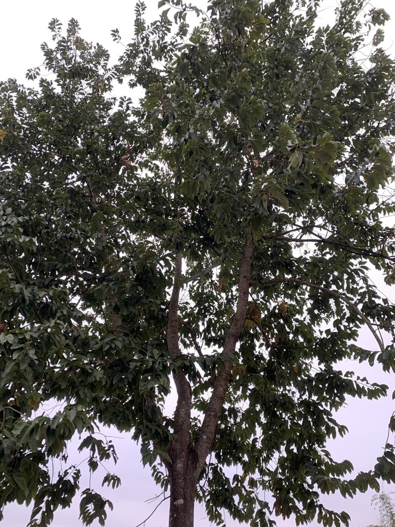 Magnolia baillonii photo 5