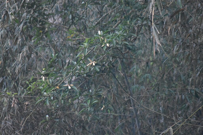 Magnolia balansae