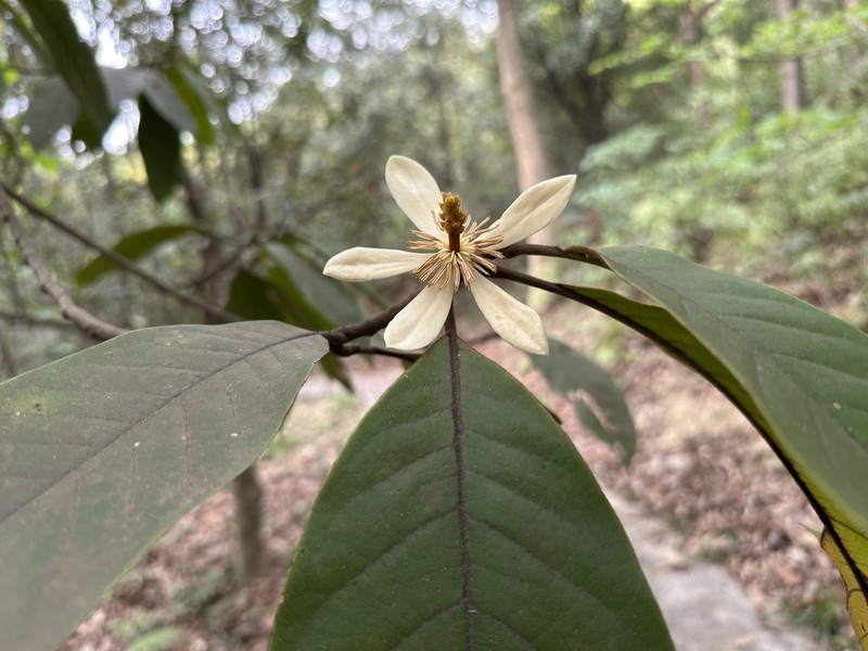 Magnolia balansae photo 2