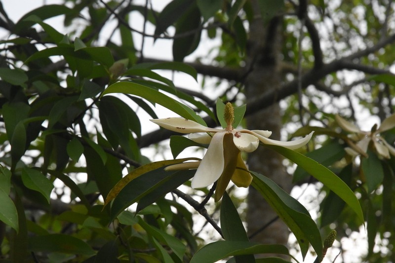 Magnolia balansae photo 3