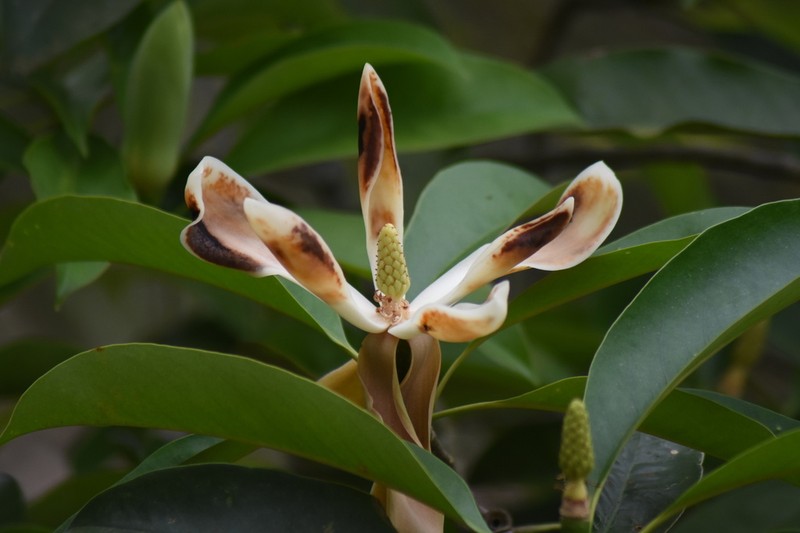 Magnolia balansae photo 5