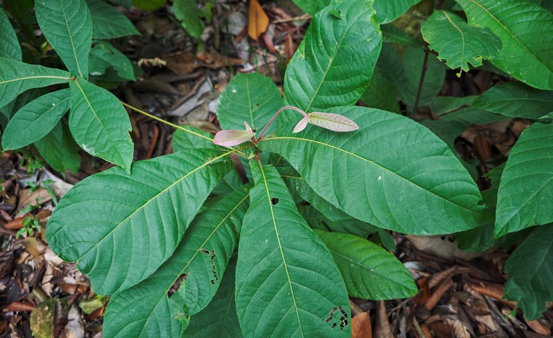 Magnolia balansae photo 6
