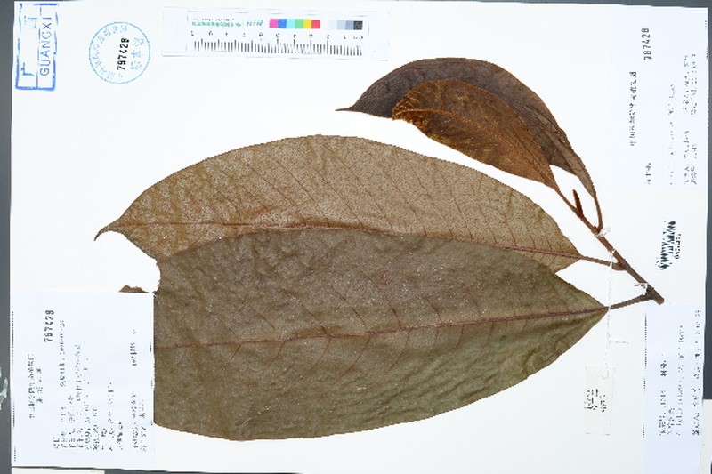 Magnolia balansae photo 8
