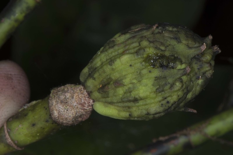Magnolia bankardiorum