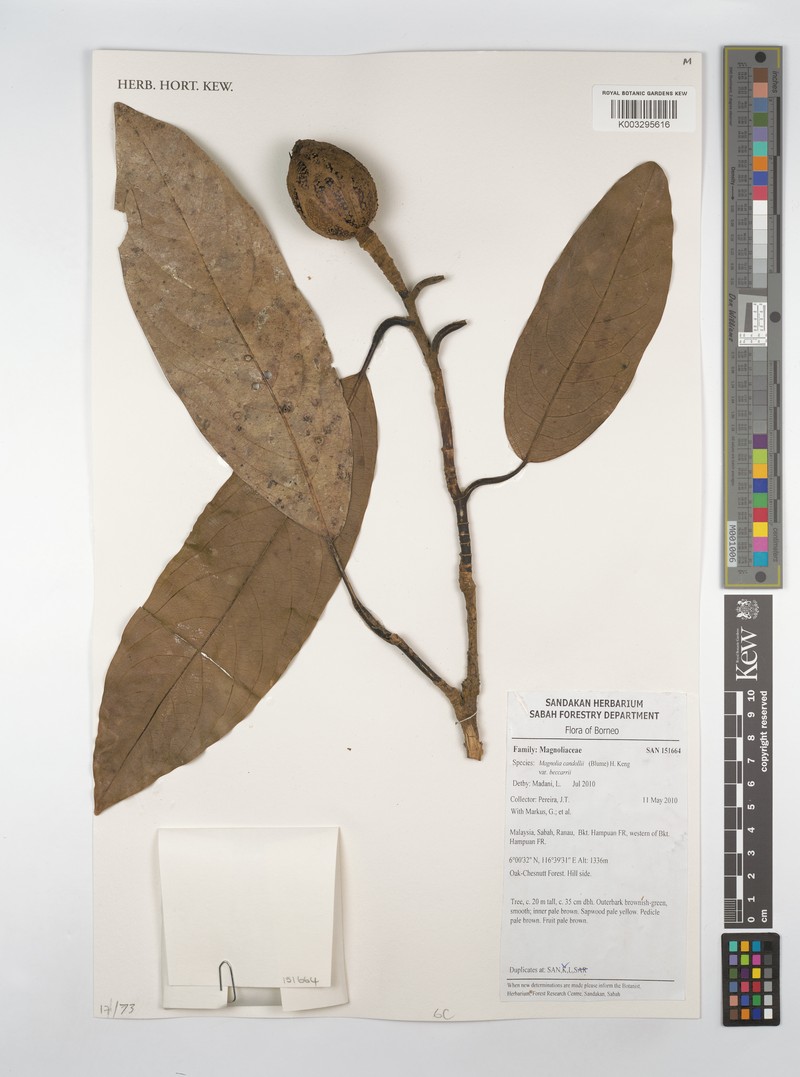 Magnolia beccarii