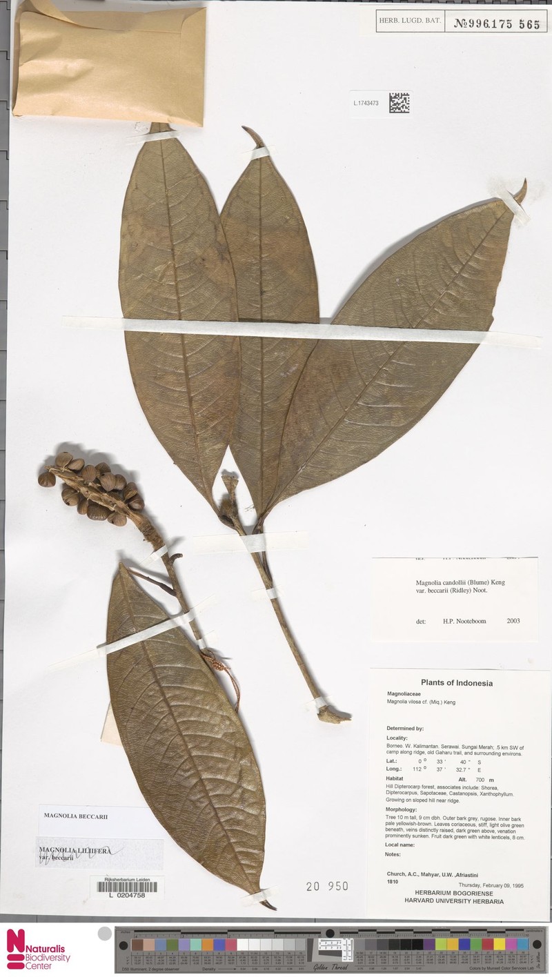 Magnolia beccarii photo 2