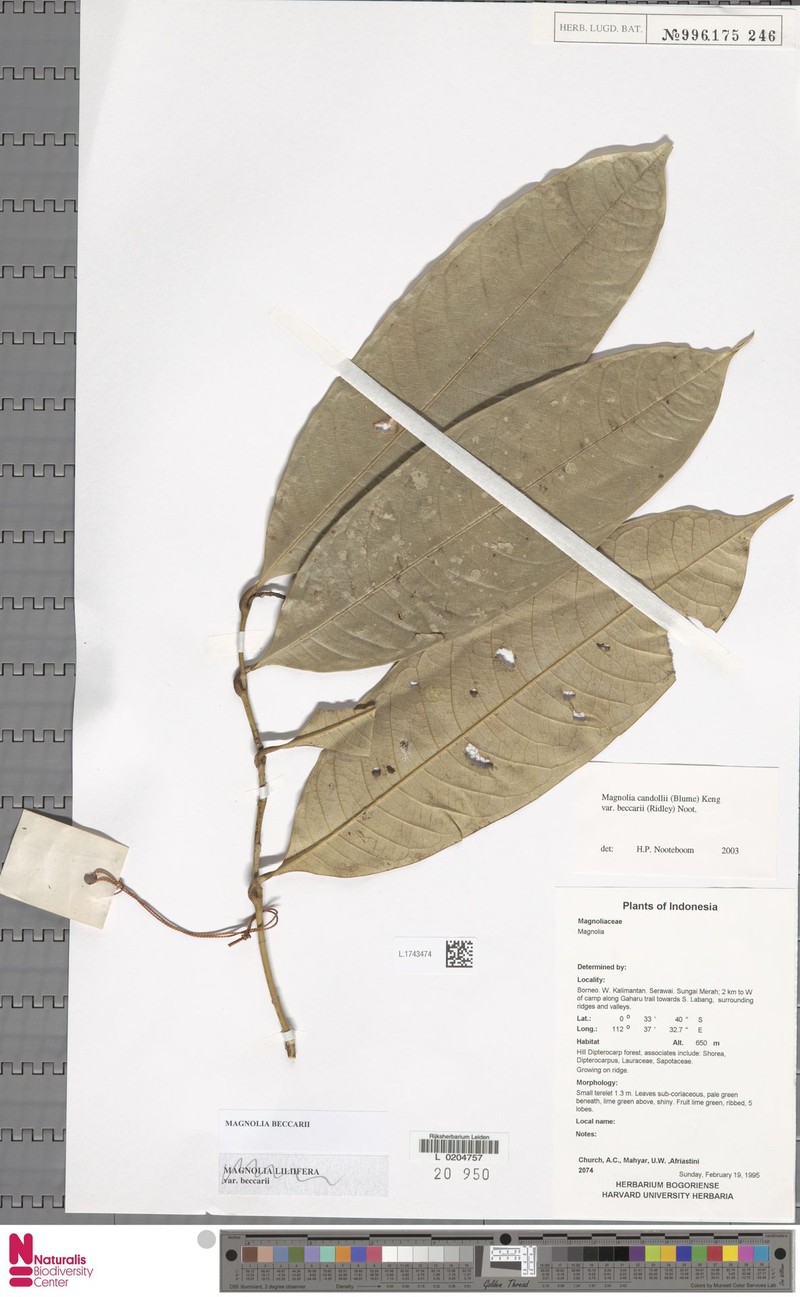 Magnolia beccarii photo 3