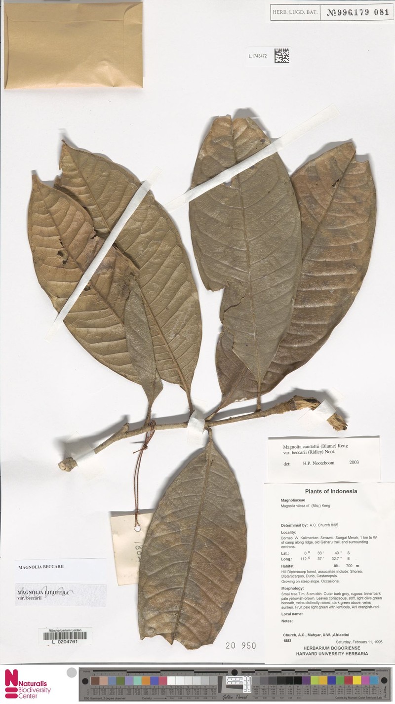 Magnolia beccarii photo 4