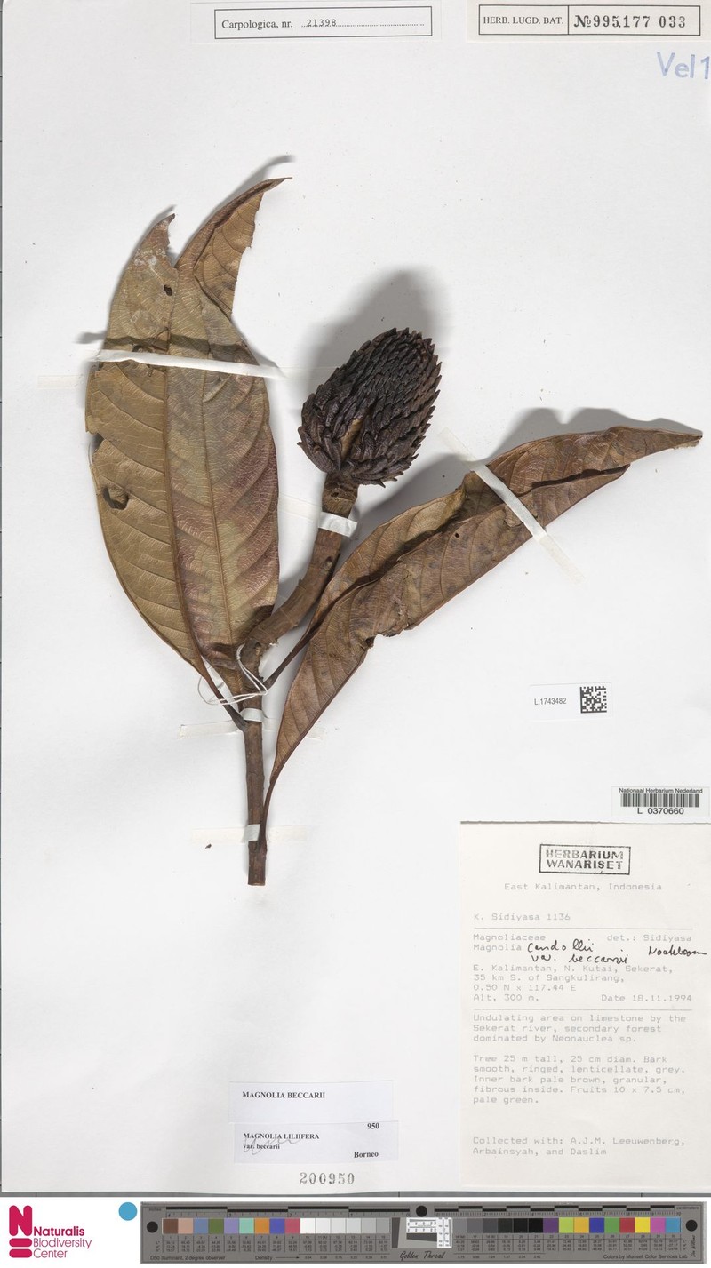 Magnolia beccarii photo 5