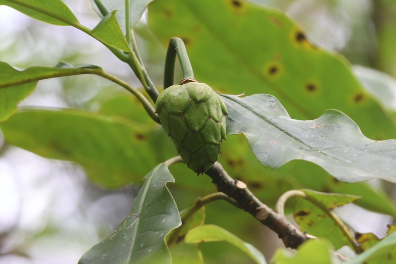 Magnolia betongensis