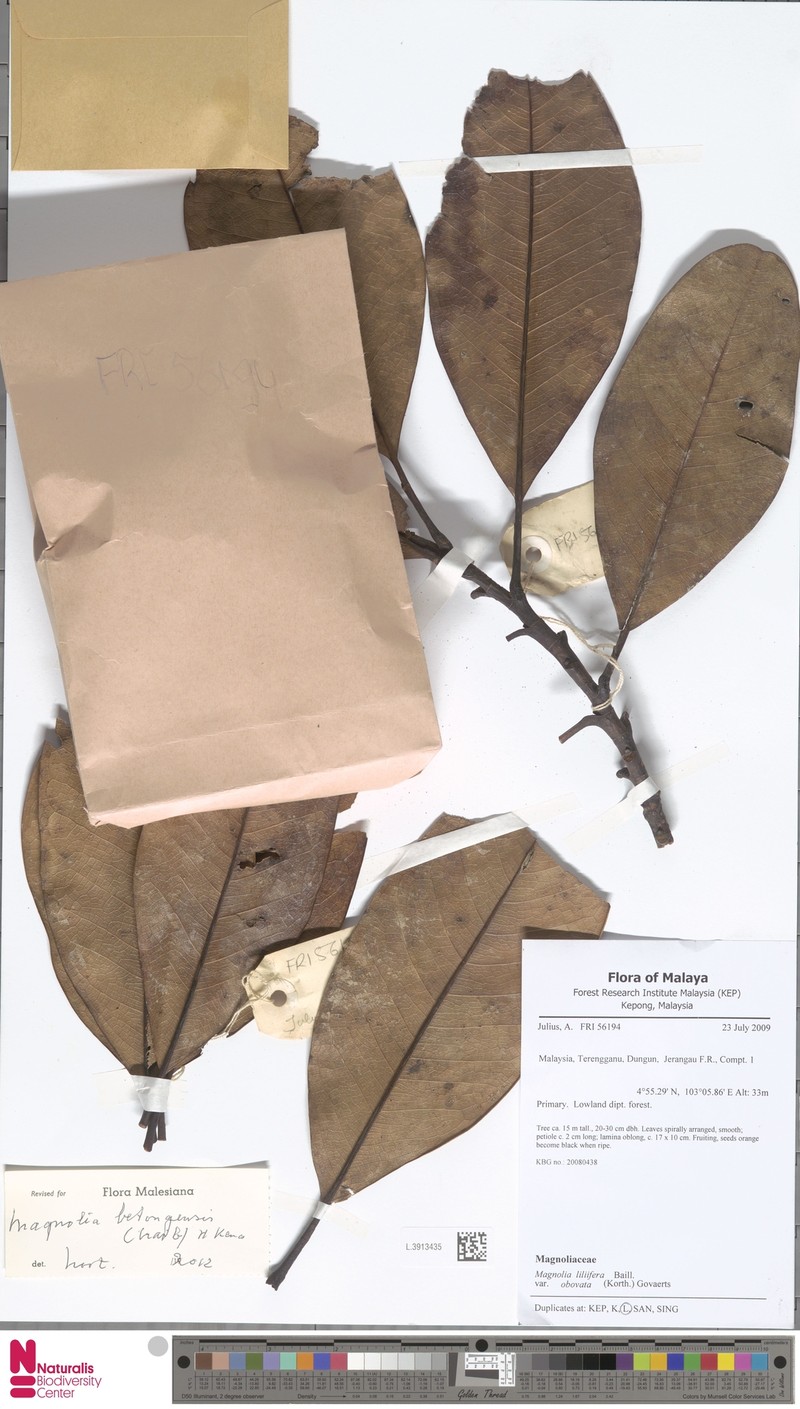 Magnolia betongensis photo 2