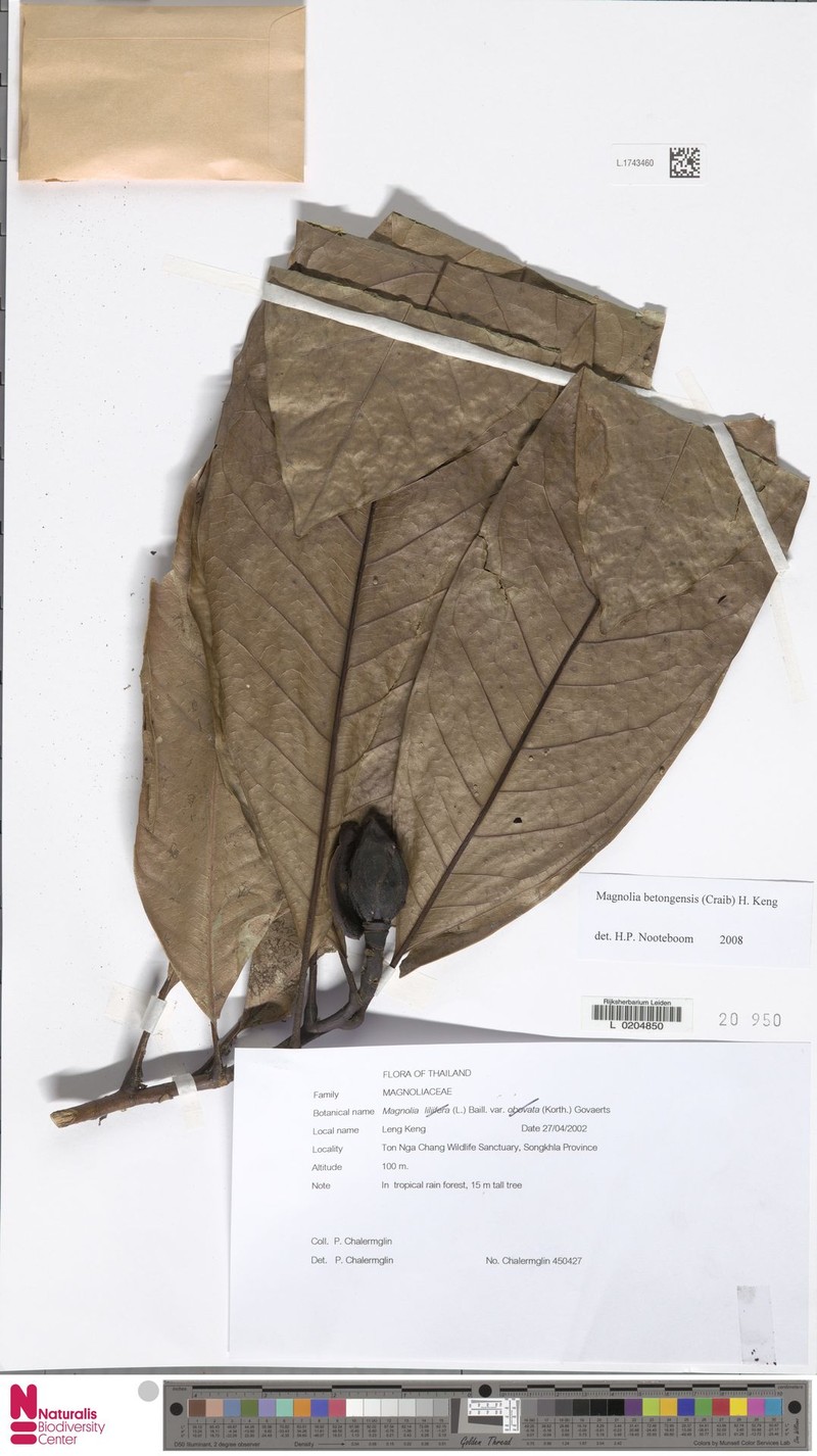 Magnolia betongensis photo 4