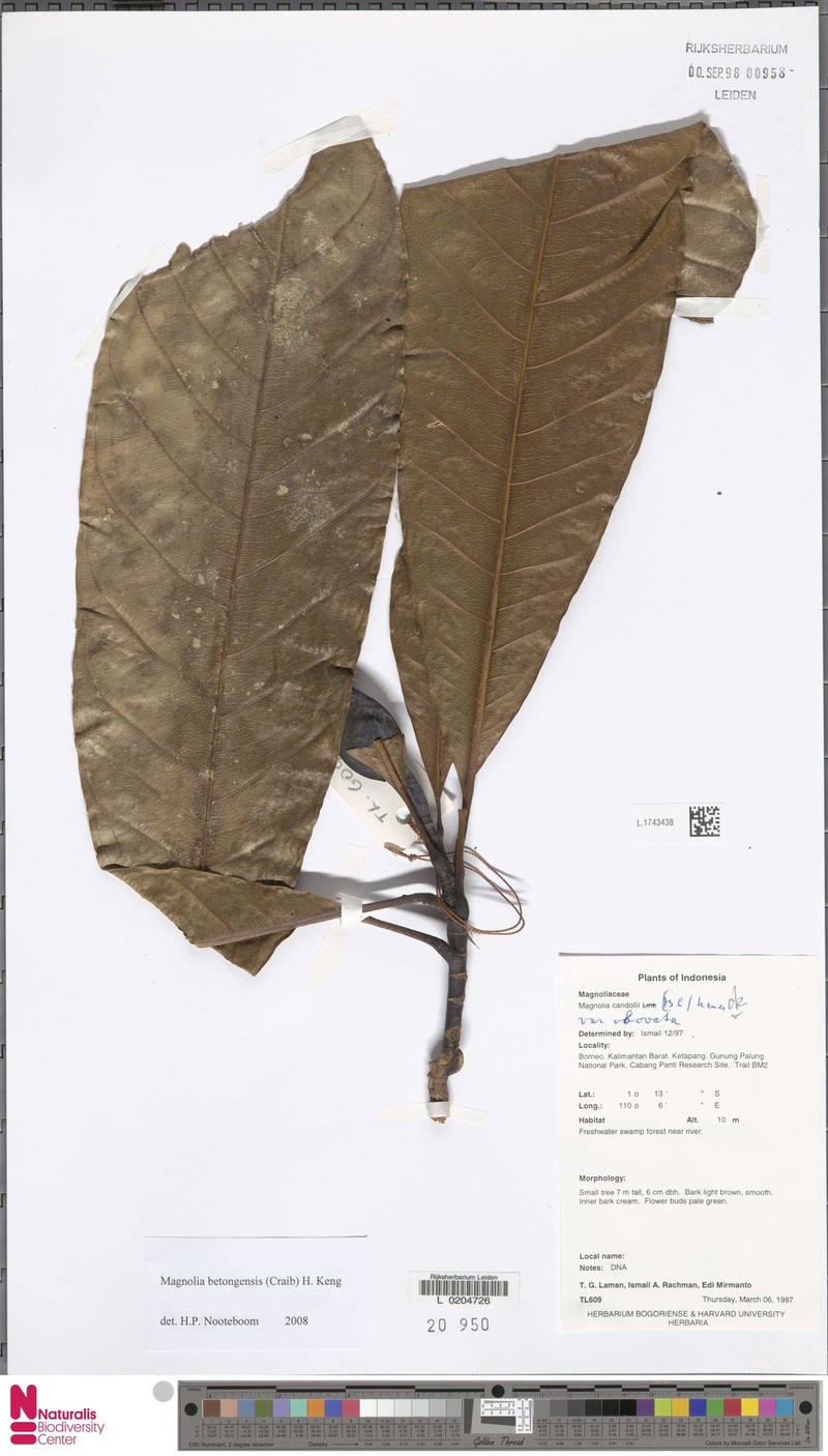 Magnolia betongensis photo 6
