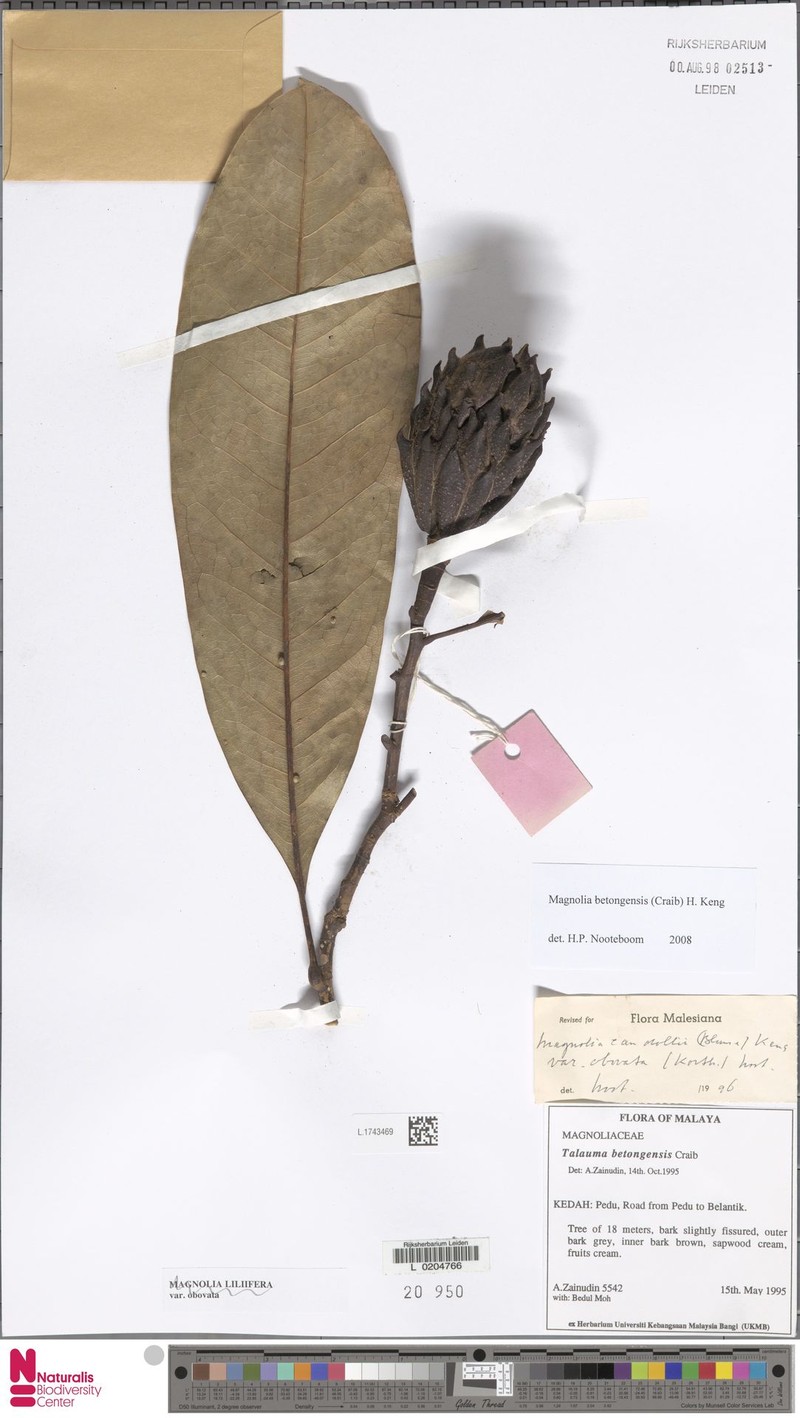 Magnolia betongensis photo 7