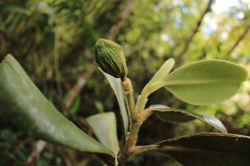 Magnolia betuliensis photo 3
