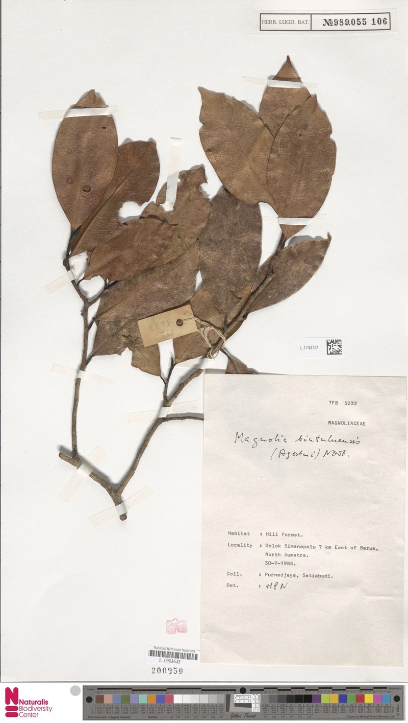 Magnolia bintuluensis