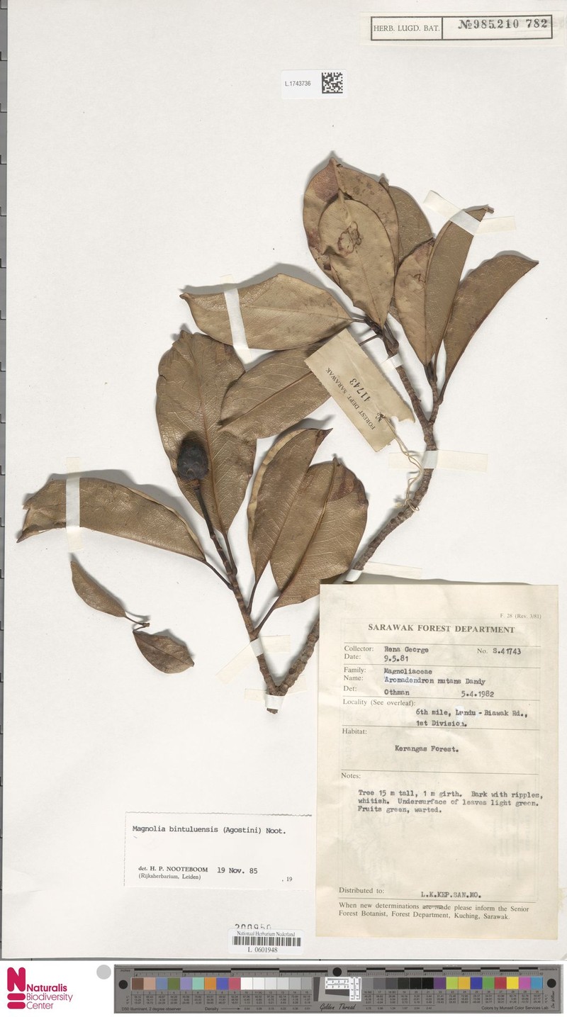 Magnolia bintuluensis photo 2