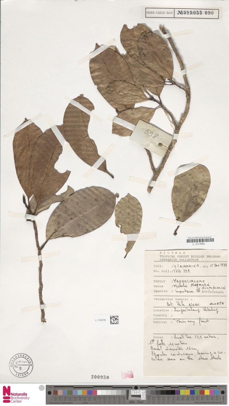 Magnolia bintuluensis photo 3