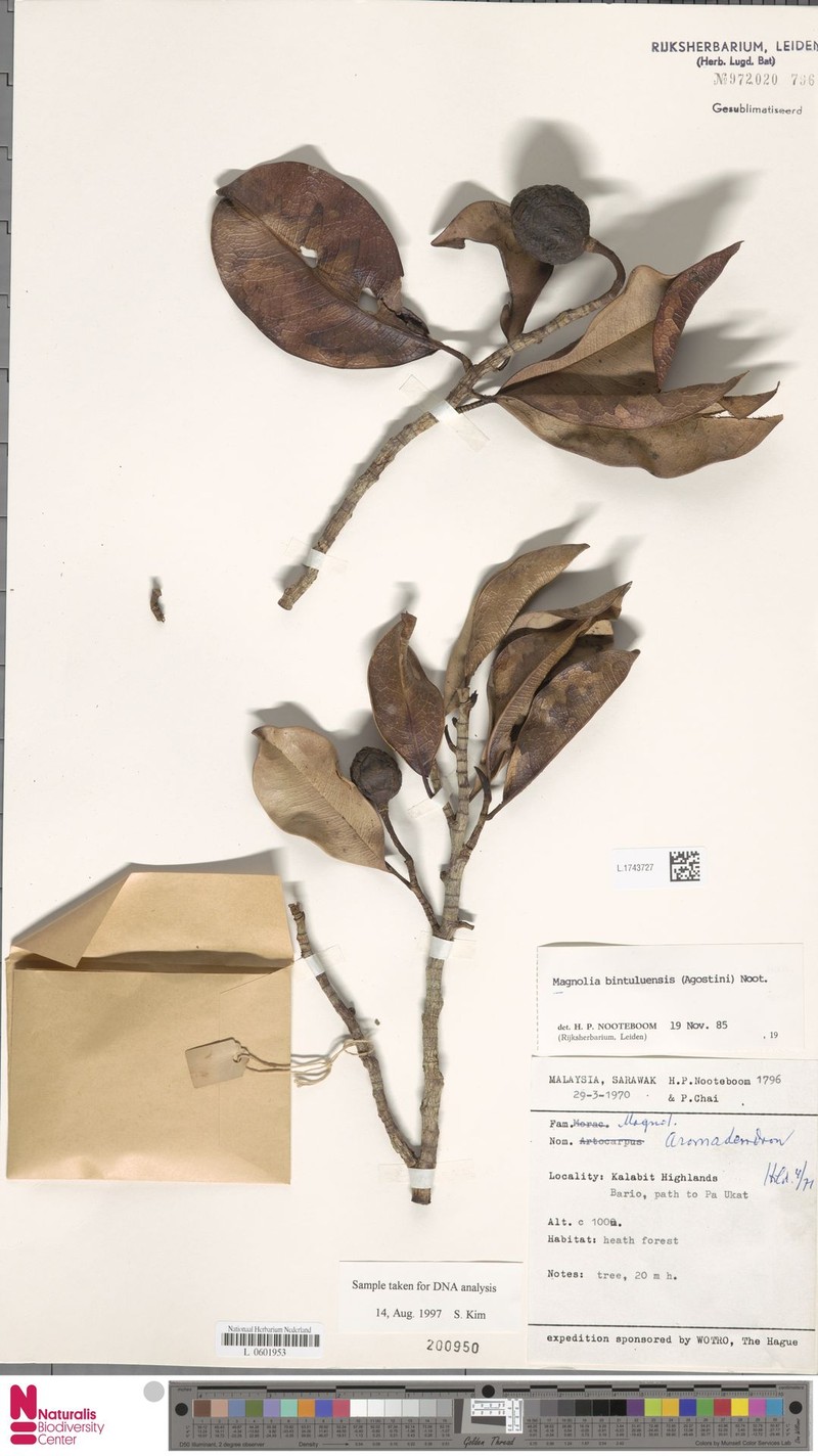 Magnolia bintuluensis photo 4