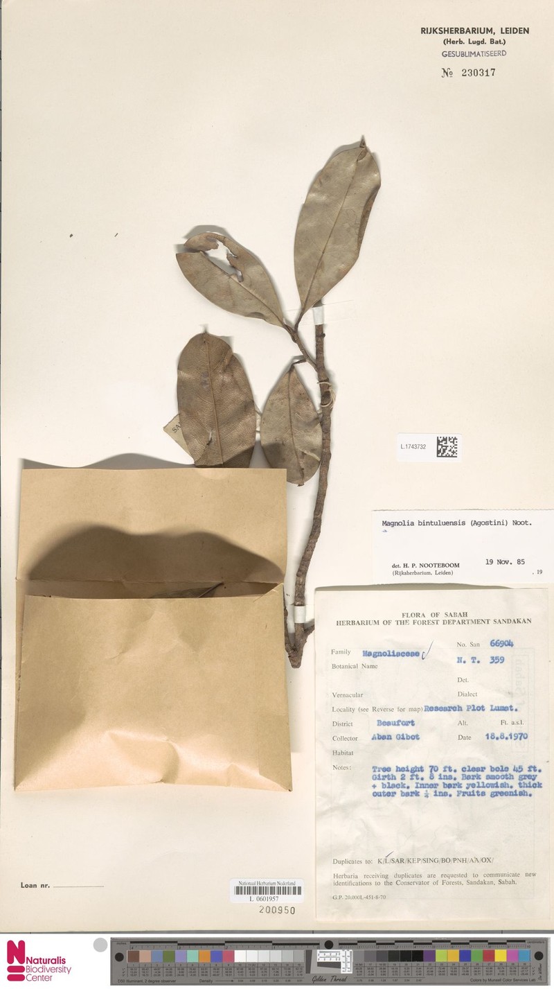 Magnolia bintuluensis photo 5