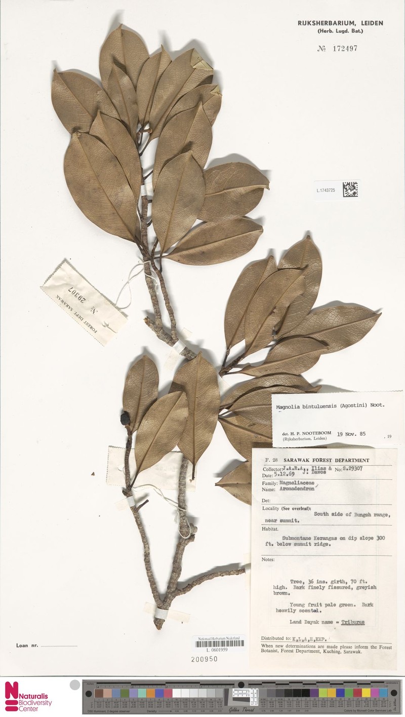 Magnolia bintuluensis photo 6