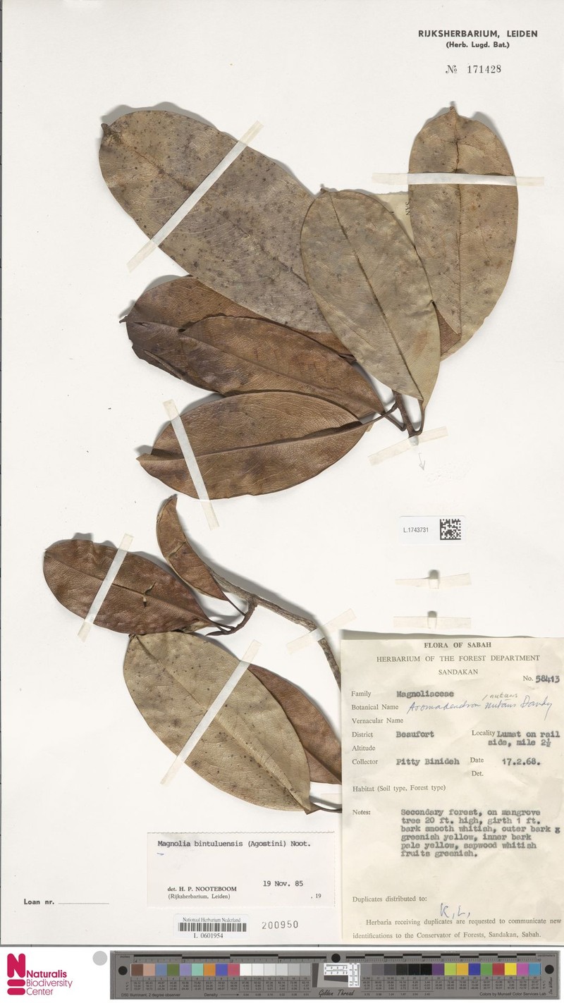 Magnolia bintuluensis photo 7
