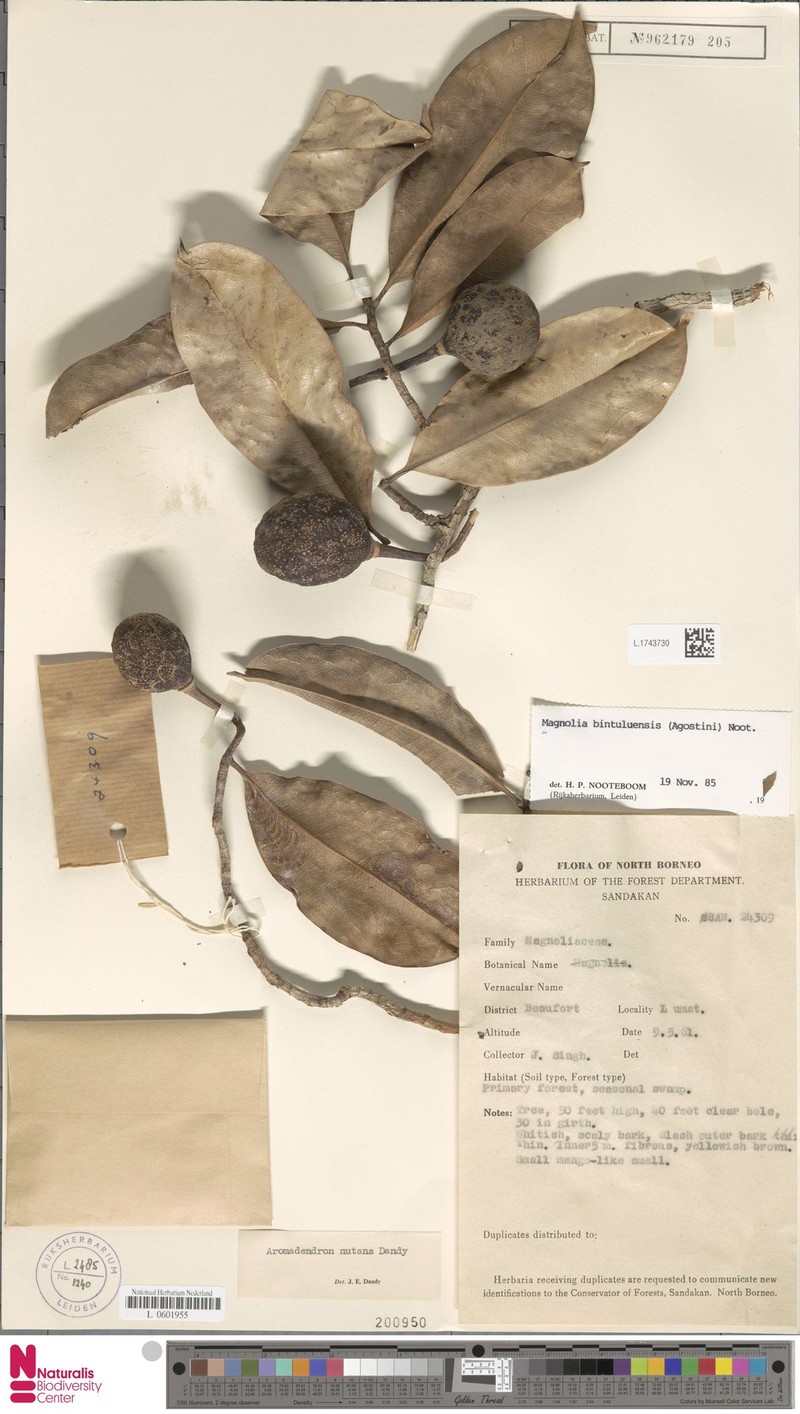 Magnolia bintuluensis photo 8