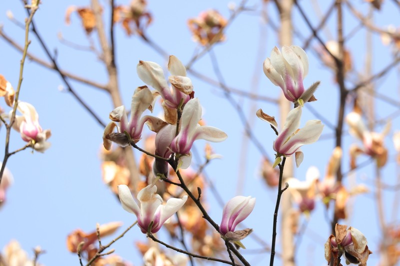 Magnolia biondii photo 2