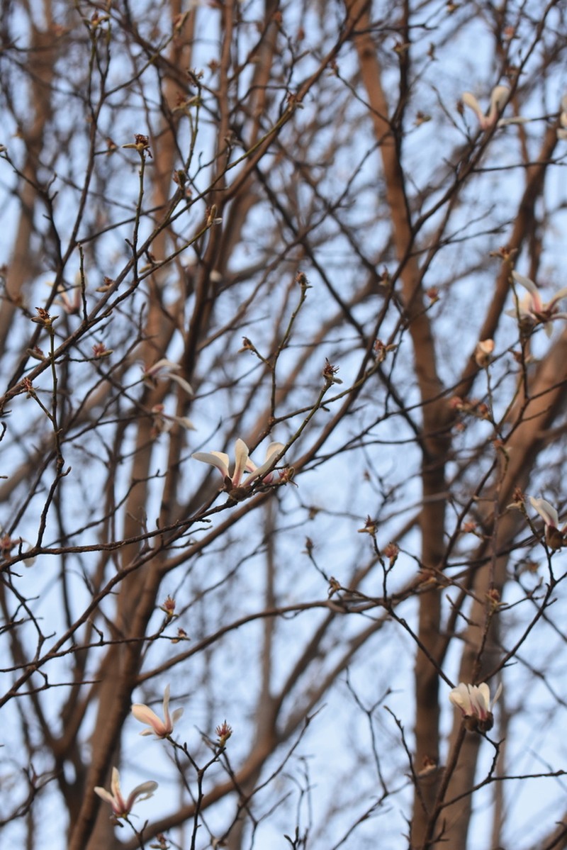 Magnolia biondii photo 3