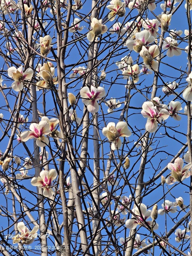 Magnolia biondii photo 4