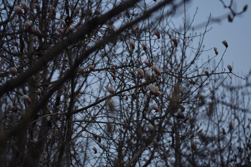 Magnolia biondii photo 5