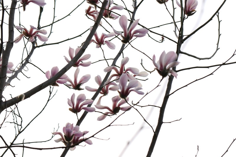 Magnolia biondii photo 6