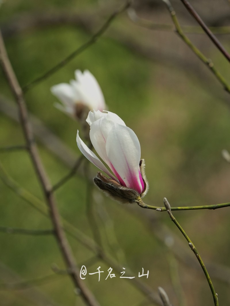 Magnolia biondii photo 7