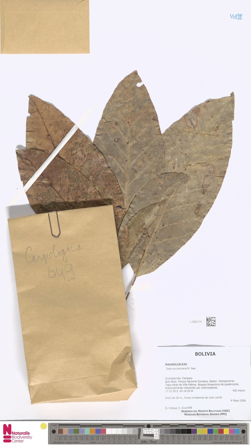 Magnolia boliviana