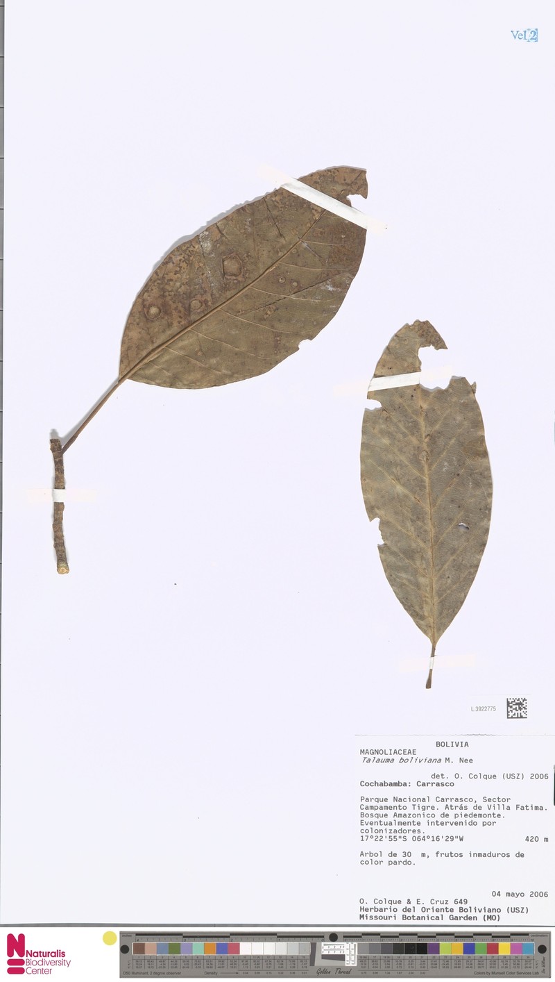 Magnolia boliviana photo 2