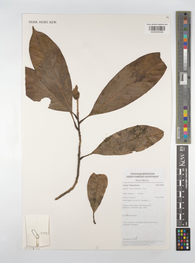 Magnolia borneensis