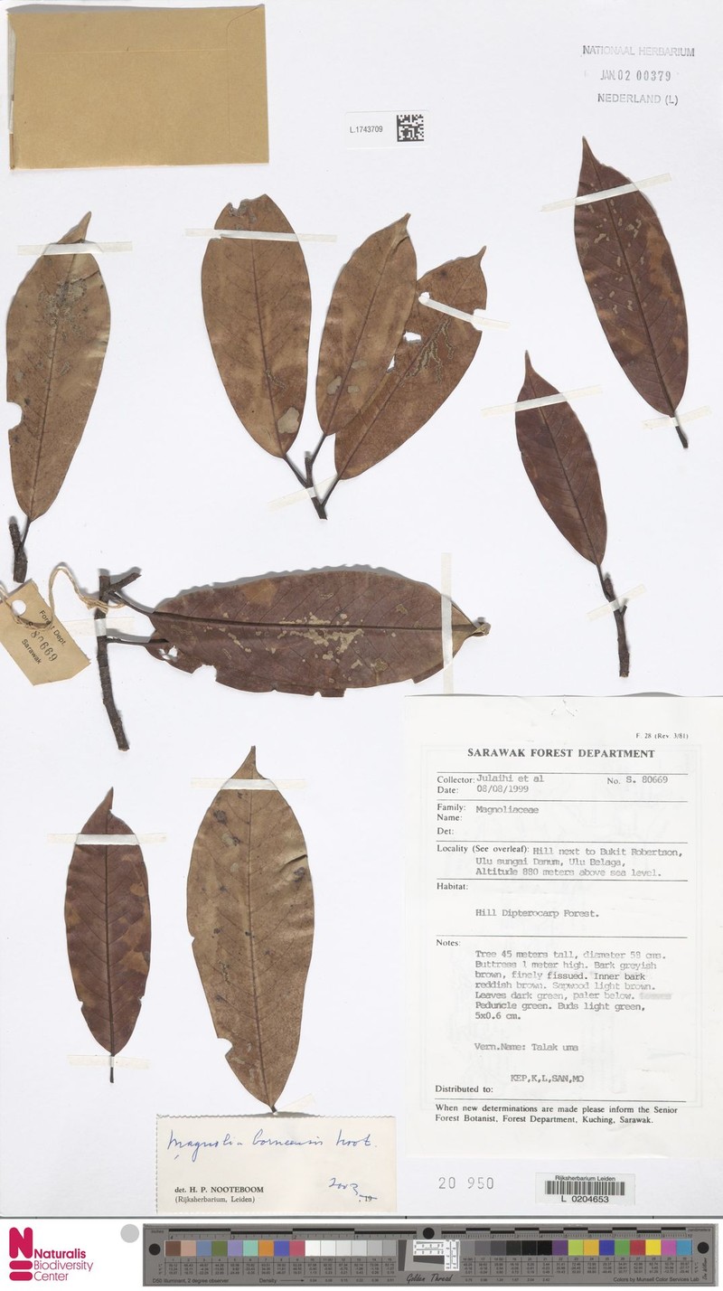 Magnolia borneensis photo 2