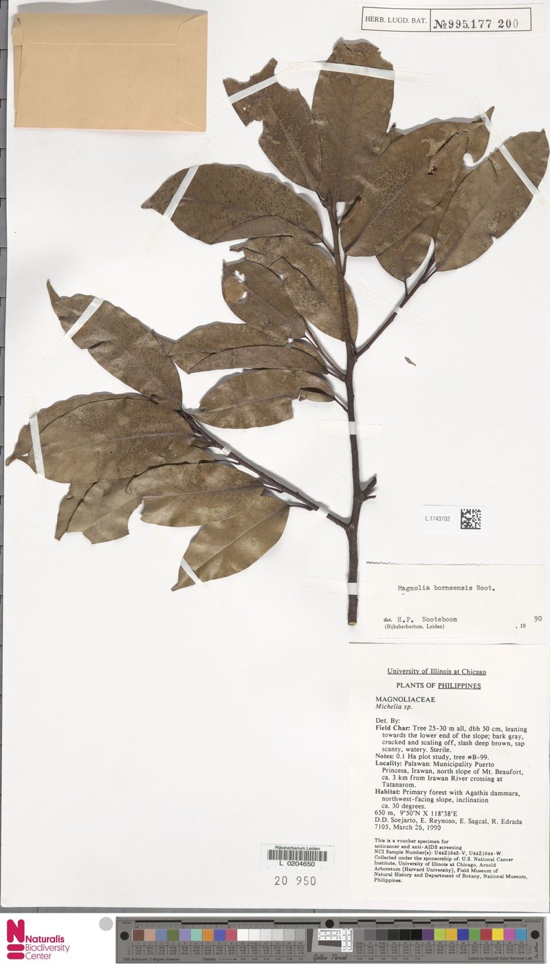 Magnolia borneensis photo 5