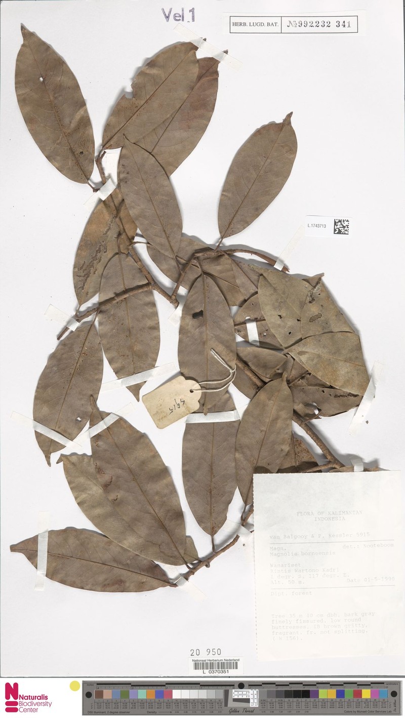 Magnolia borneensis photo 6