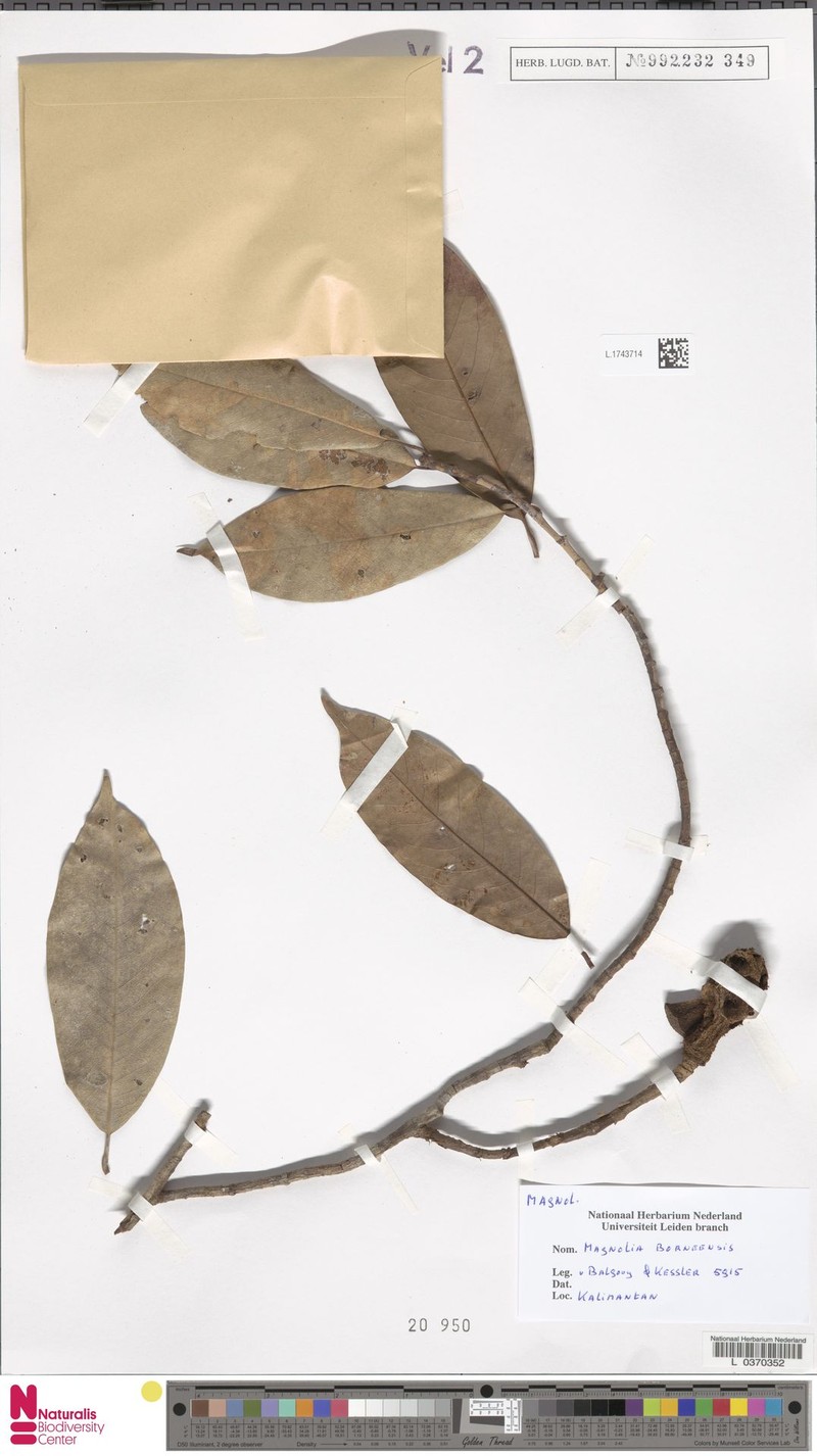 Magnolia borneensis photo 7