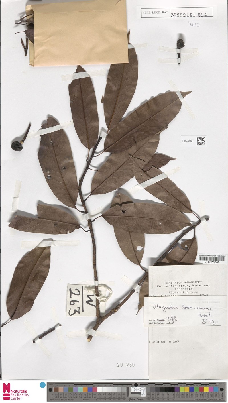 Magnolia borneensis photo 8