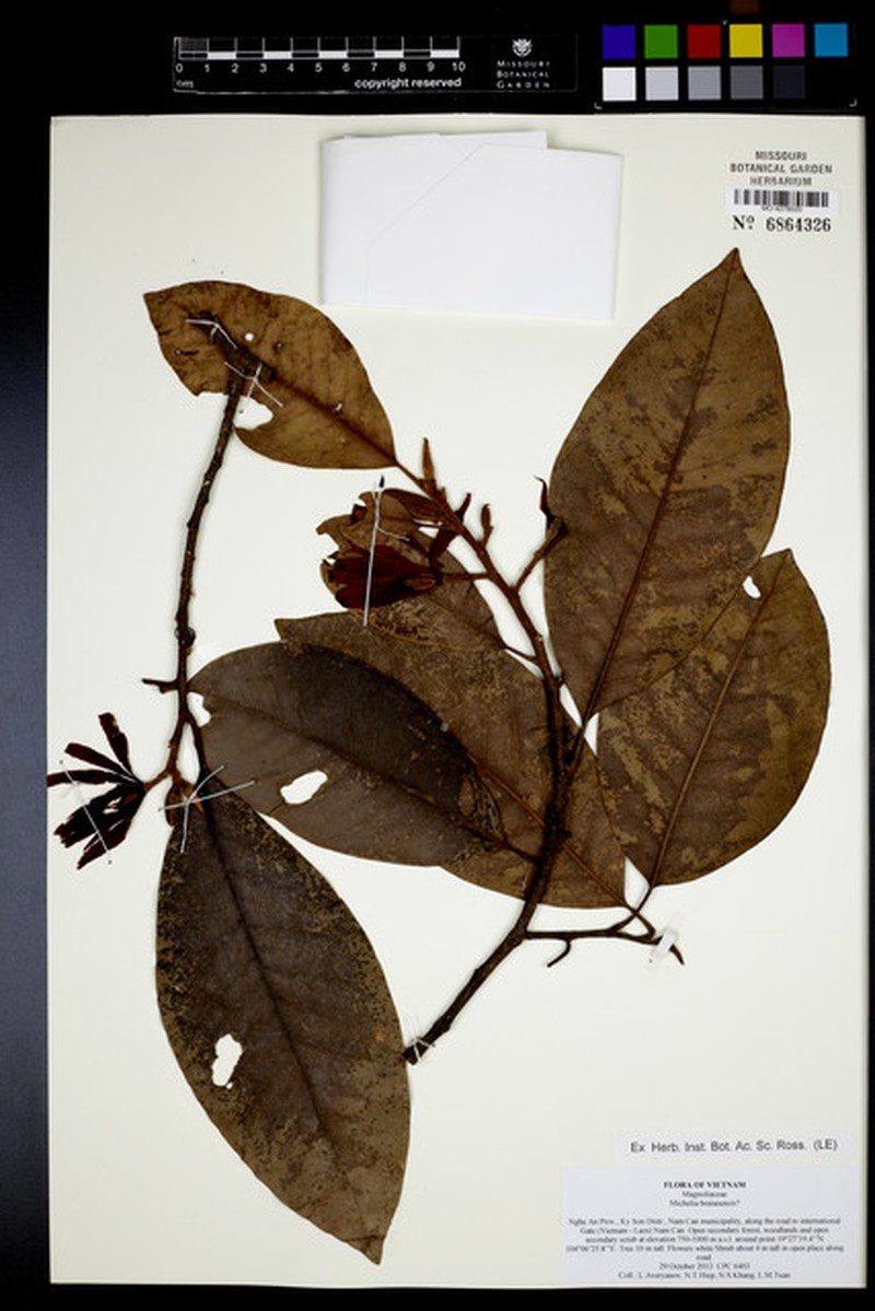 Magnolia braianensis