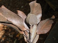 Magnolia brasiliensis
